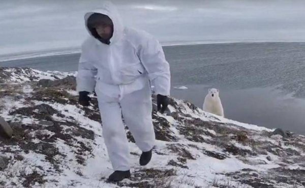 «Сталь между ног»: Русский бесстрашный фотограф, показал как надо фотографировать полярного медведя